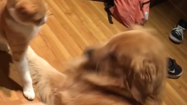 Orange cat and golden retriever fight