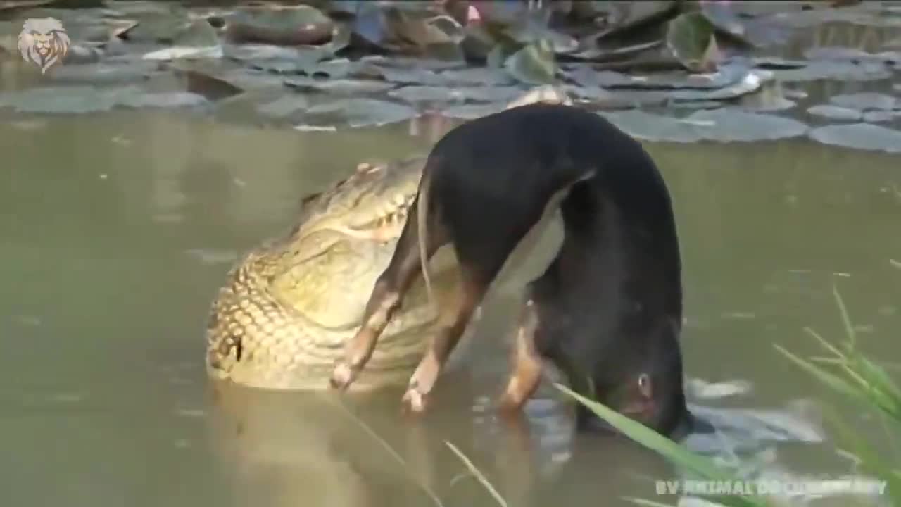 Lioness being caught by predator