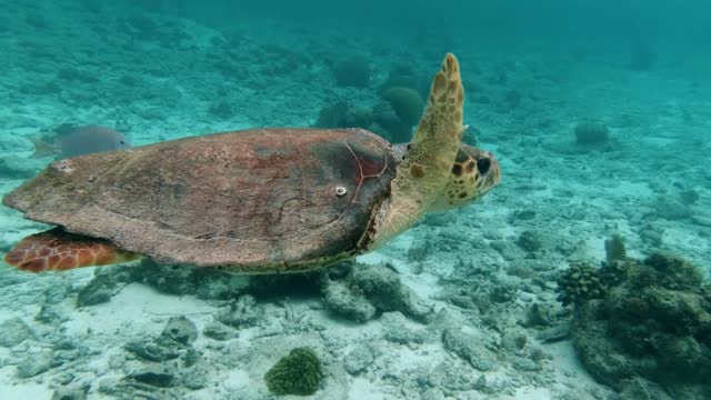 A wonderful scene that tells the magnificence of turtles underwater