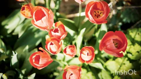 flower landscape