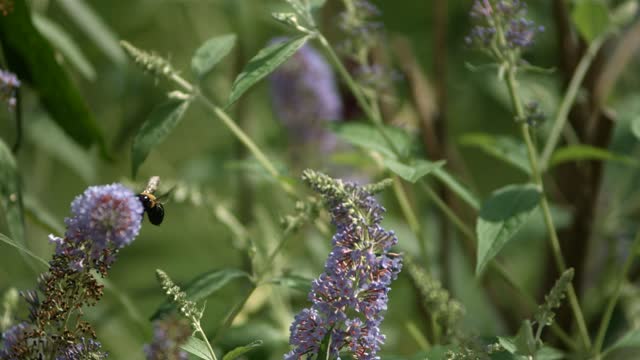 bee in ultra slow motion 30000FPS