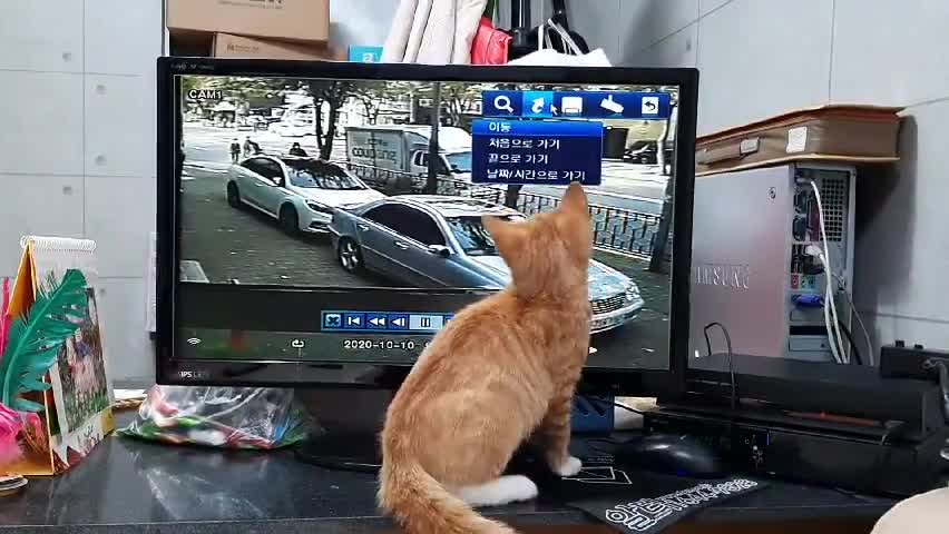 kitty watching on tv