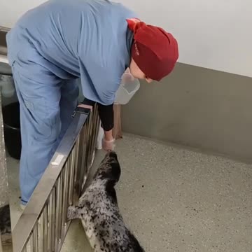 Baby seal loves lunch 😊