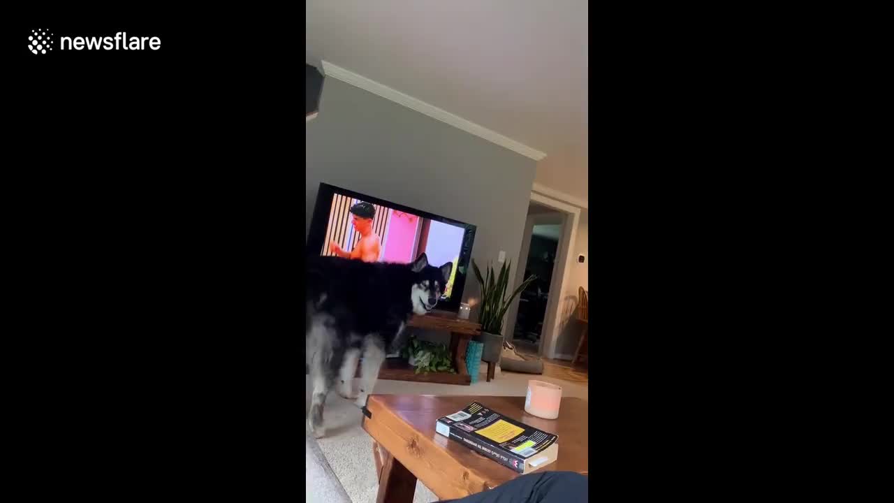 Talkative malamute dog from Michigan tries to convince his mom to go on a walk