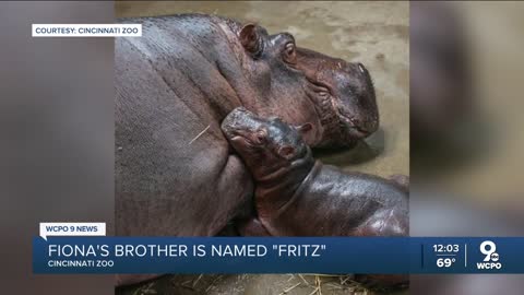 Cincinnati Zoo names new baby hippo Fritz