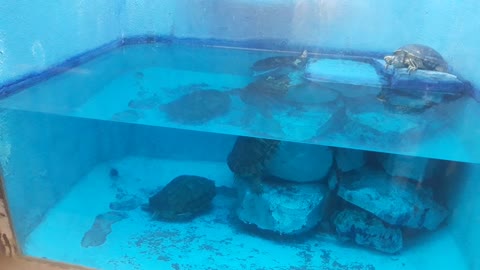 Beautiful Aquarium