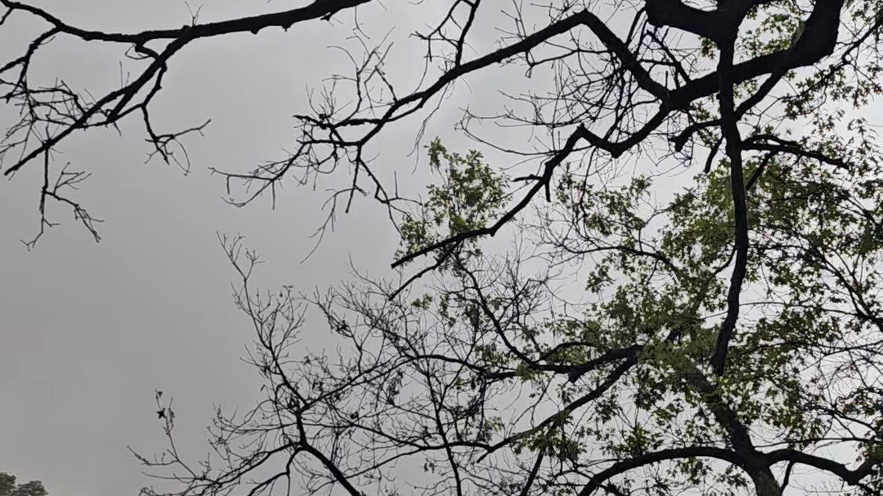 Man Watches A Tornado Pass Through His Yard