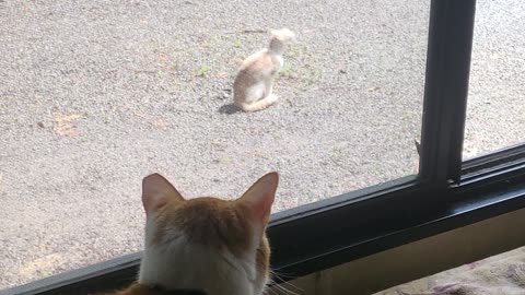 Prezzy Shermie watching his lil doppelganger