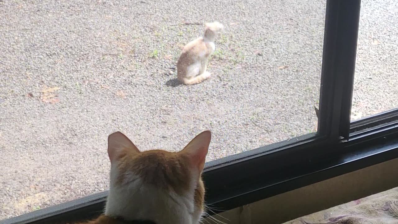 Prezzy Shermie watching his lil doppelganger