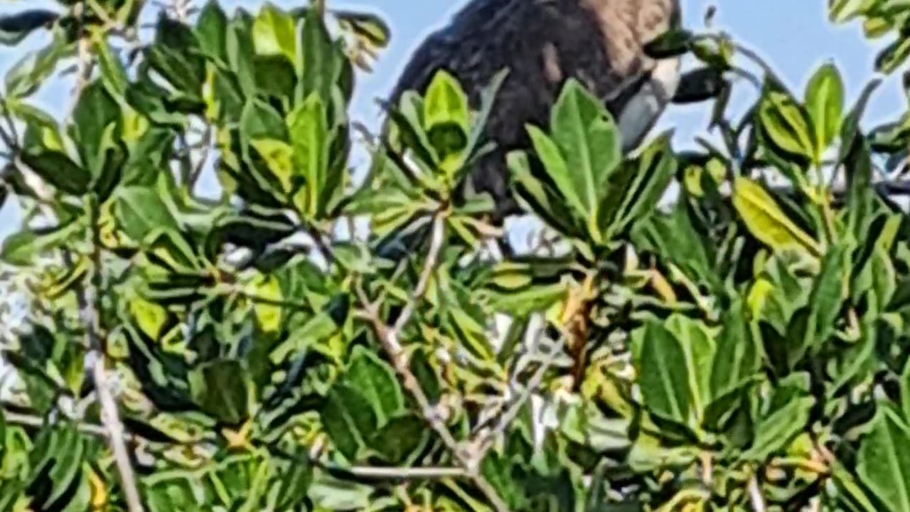 Marsh Trail of the 10,000 Islands Nat'l Wildlife Refuge. Naples,Fl 1/30/24