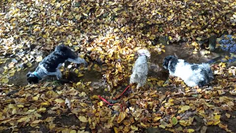 cute dogs fun under the tree