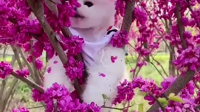 dog videos--dog compilation--amazing dog--best dog videos (2021)--funny dog--baby-cute dog🐶🐶