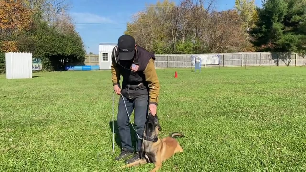 EASY OBEDIENCE TRAINING WITH MY BELGIAN MALINOIS PUPPY! HEEL/ SIT/ DOWN/ STAY