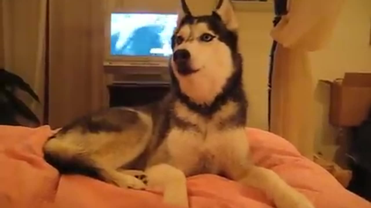 Husky Dog Talking I love you