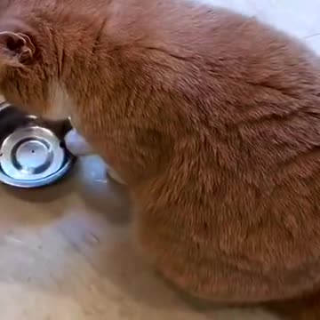 The cat plays with the bowl while it's time to eat but I haven't fed it