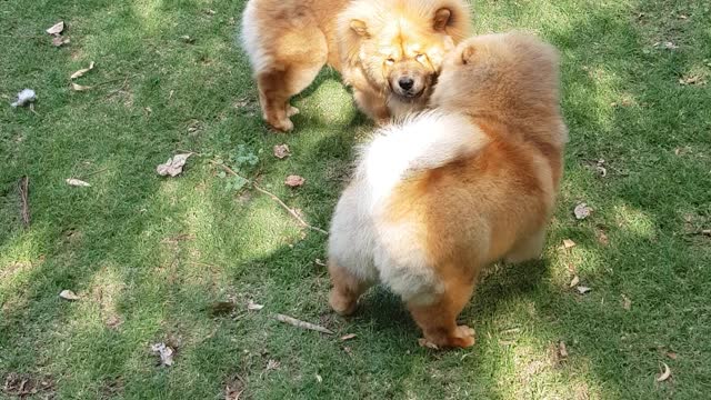 Chow Chow puppies playing