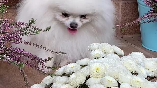 Beautiful Puppy will feel joy when she presents her a beautiful bouquet of roses