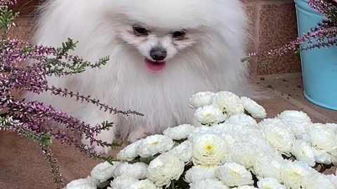 Beautiful Puppy will feel joy when she presents her a beautiful bouquet of roses