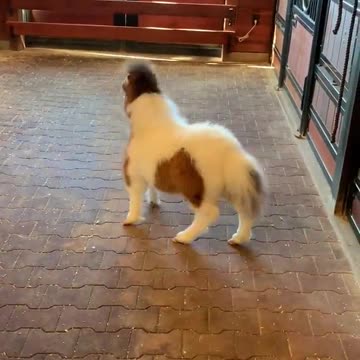 Miniature Pony really enjoys her play time!