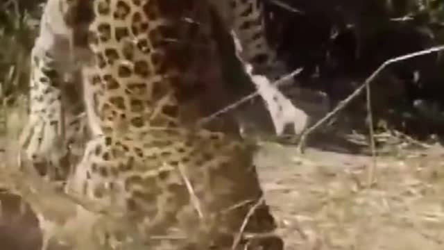 Do you know how fast leopards are