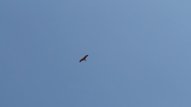 Two hawks