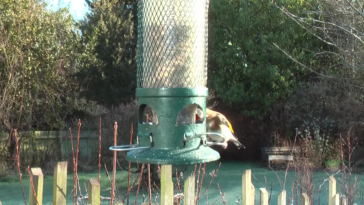 Bull Finch Garden Birds Song Gold Finch