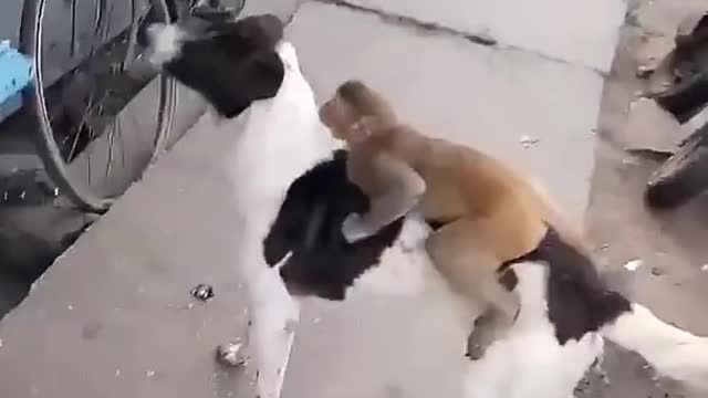 monkey and dog friendship#shorts funny video