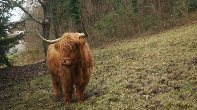 Wild bison near the forest