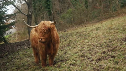 Wild bison near the forest