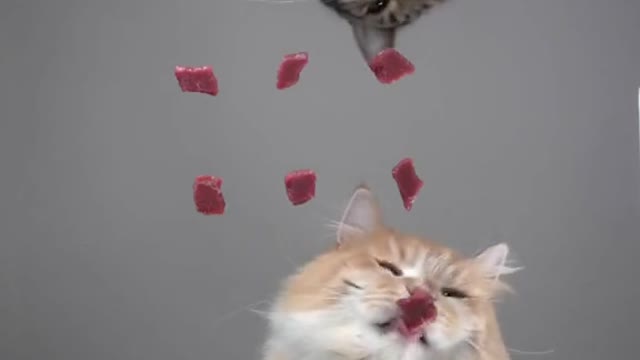 Cute and Funny Cat Videos Compilation - PART 66