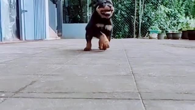 Rottweiler sri lanka beutifull dog 😍❤️❤️❤️