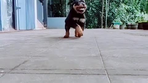 Rottweiler sri lanka beutifull dog 😍❤️❤️❤️