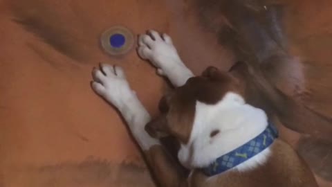 Boxer freaks out over blue fidget spinner