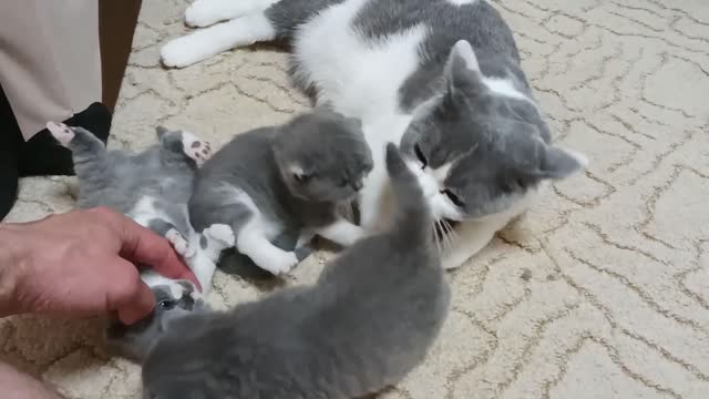 Cute Mommy Cat & Kittens ❤