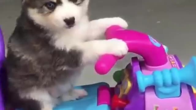Cute baby animals Videos Compilation cutest moment of the animals.