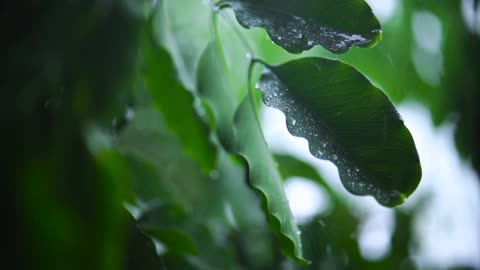 Rain falls on tree leaves