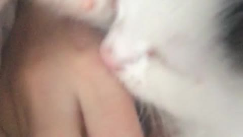 Small kitten white suckling on hands