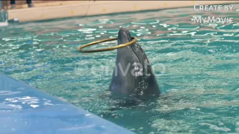 Dolphin days (show) at SeaWorld