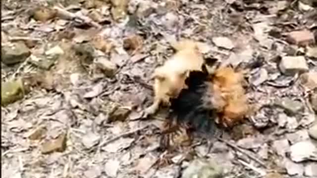 FUNNY VIDEO