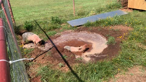 Piglets taking a dip.