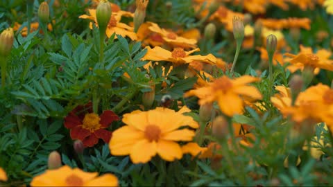 Everywhere colorful, flowers are scrambling to open