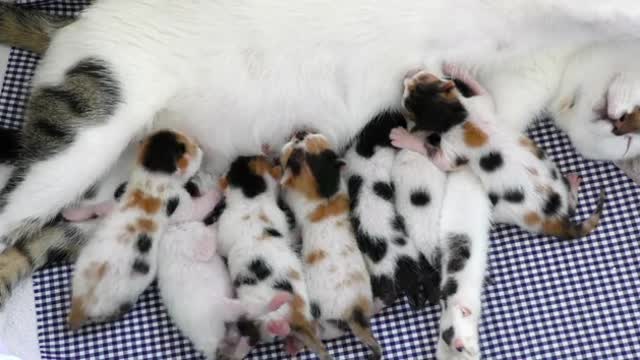 Mother Cat Feeding her Baby Kitties for beutiful world in us