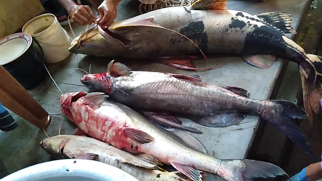 30 kg Bagar Fish Slice | Marvelous Fastest Dwarf goonch/Bagair Fish Cutting | Deshi Fish Hut