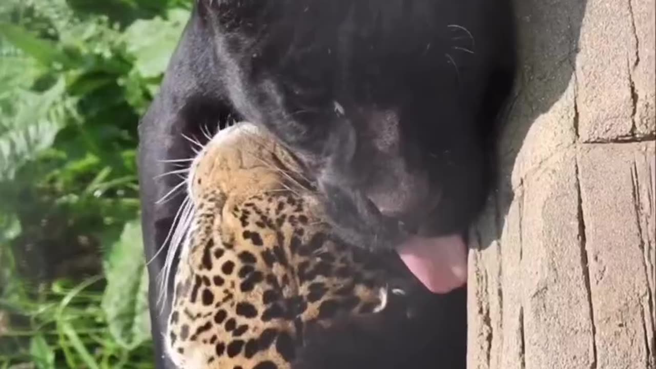 Black lepard