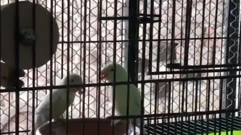 Brid breeding