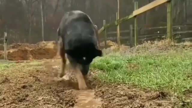Dog style