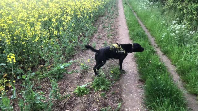 After playing in a field of flowers, this dog emerges covered in leaves