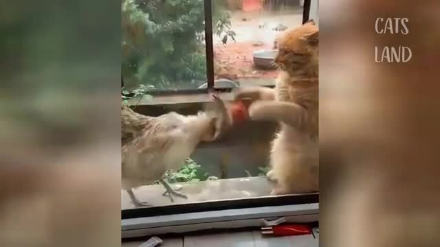 Funny And Cute Cat'S Life (Part 2) Cats And Owners Are The Best Friends Videos