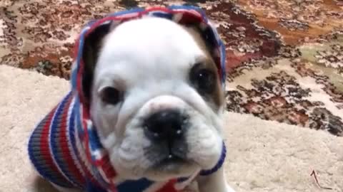 bulldog puppy journey in life