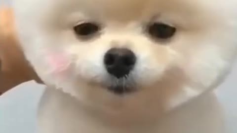 Cutest puppy dog grooming